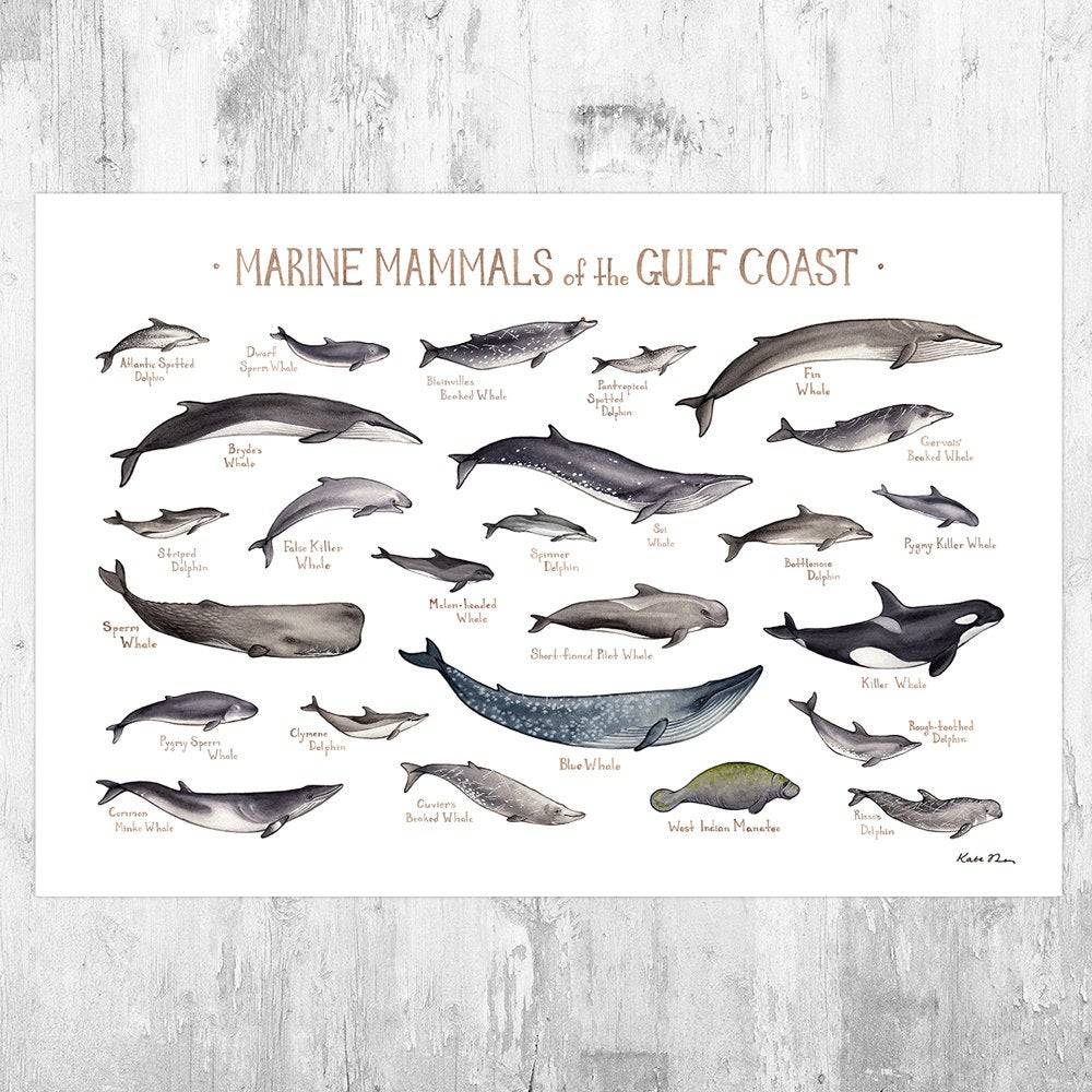 Gulf Coast Marine Mammals Field Guide Art Print - Ocean Animals - Alabama Louisiana Mississippi Texas Florida Sea Creatures Print - Poster | Canvas Wall Art Print