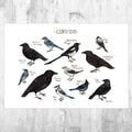 Corvids Of North America Field Guide Art Print - Nature Print - Bird - Poster | Canvas Wall Art Print