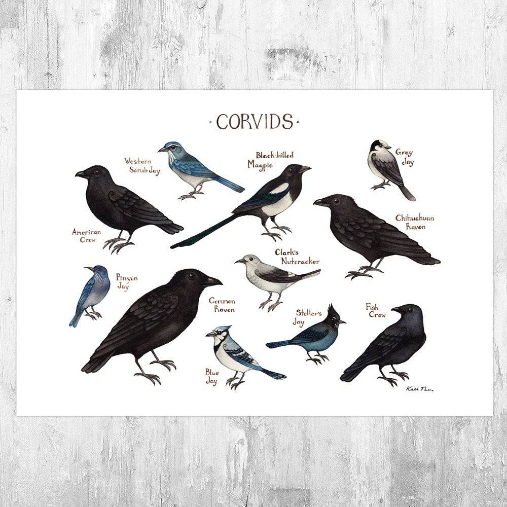 Corvids Of North America Field Guide Art Print - Nature Print - Bird - Poster | Canvas Wall Art Print