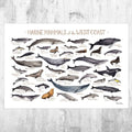 West Coast Marine Mammals Field Guide Art Print - California, Oregon, Washington Ocean Animals - Nature Print - Poster | Canvas Wall Art Print