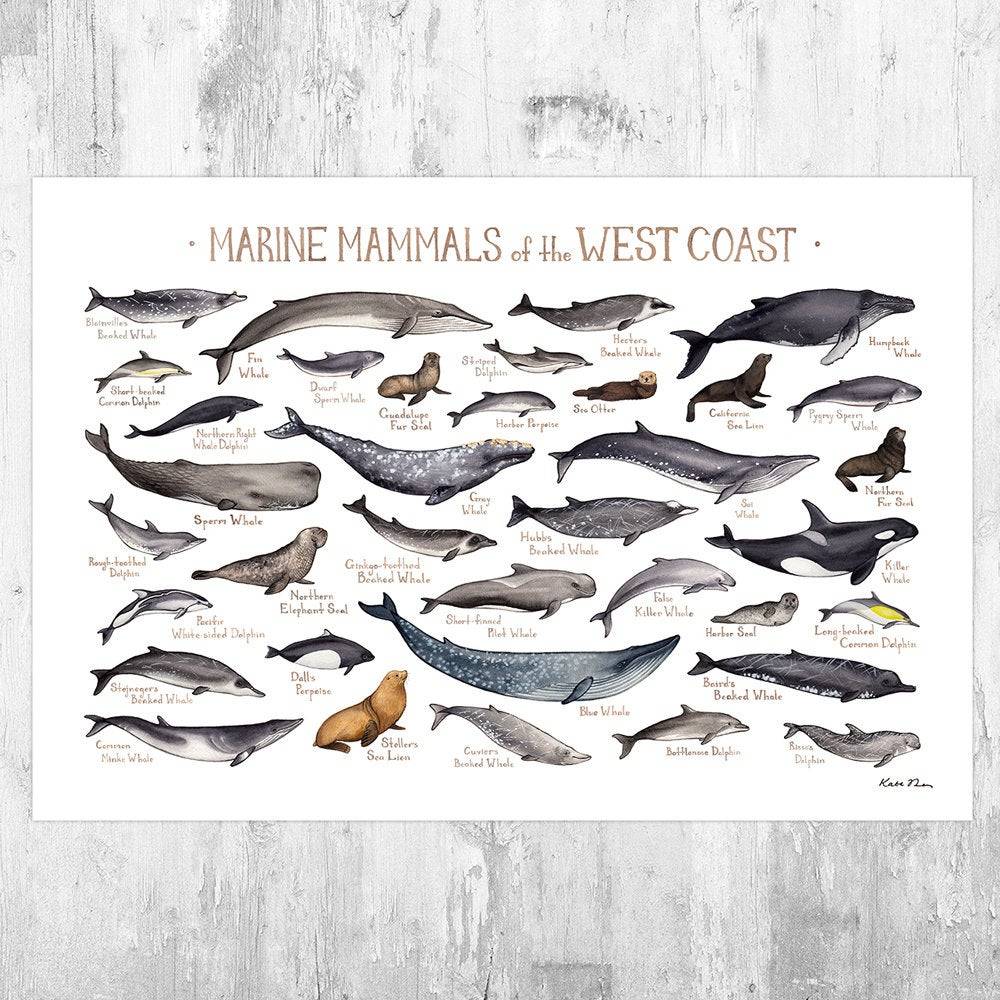 West Coast Marine Mammals Field Guide Art Print - California, Oregon, Washington Ocean Animals - Nature Print - Poster | Canvas Wall Art Print
