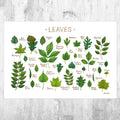 Leaves Of North American Trees Field Guide Art Print - Nature Print - Tree Identification - Poster | Canvas Wall Art Print