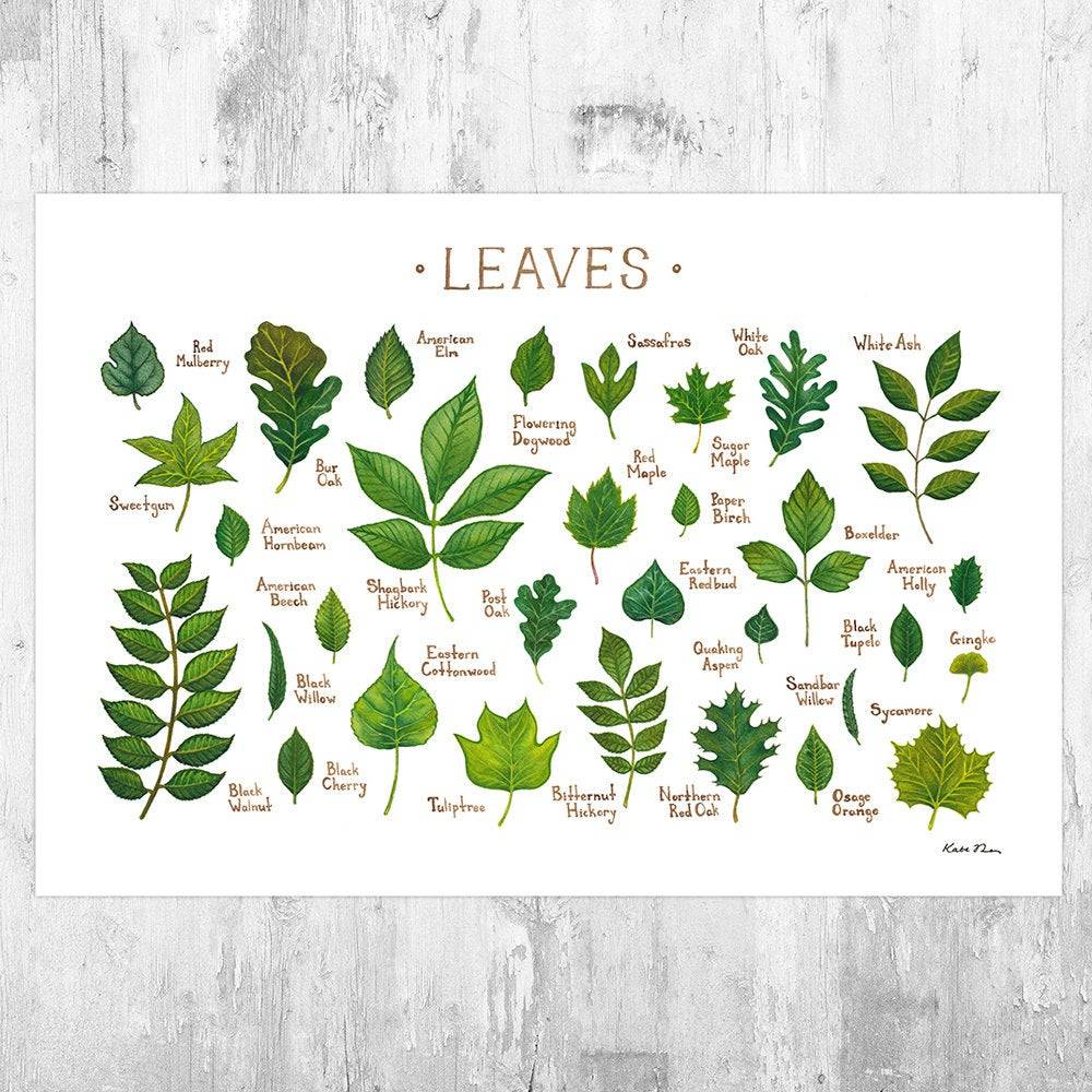 Leaves Of North American Trees Field Guide Art Print - Nature Print - Tree Identification - Poster | Canvas Wall Art Print