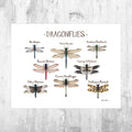 Dragonflies Field Guide Art Print - Insect Collection - Nature Print - Dragonfly Art - Poster | Canvas Wall Art Print