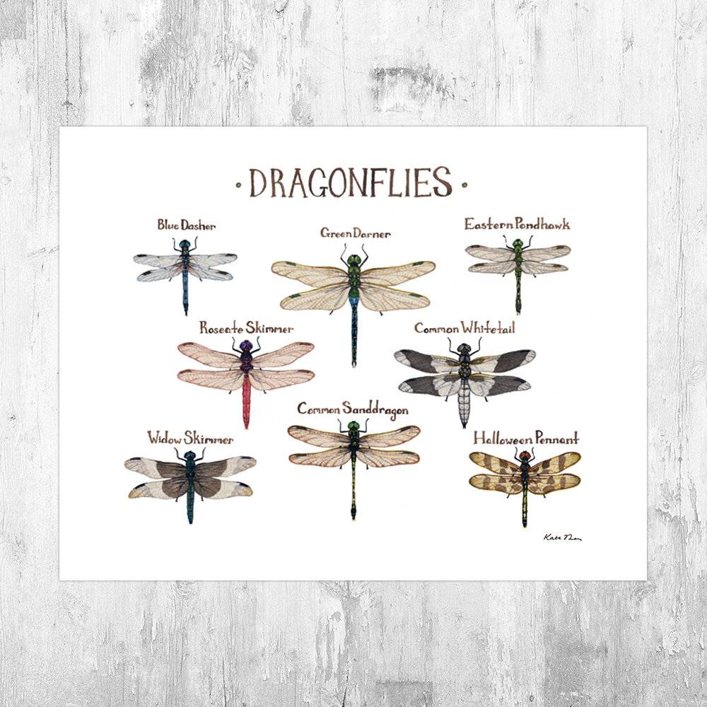 Dragonflies Field Guide Art Print - Insect Collection - Nature Print - Dragonfly Art - Poster | Canvas Wall Art Print