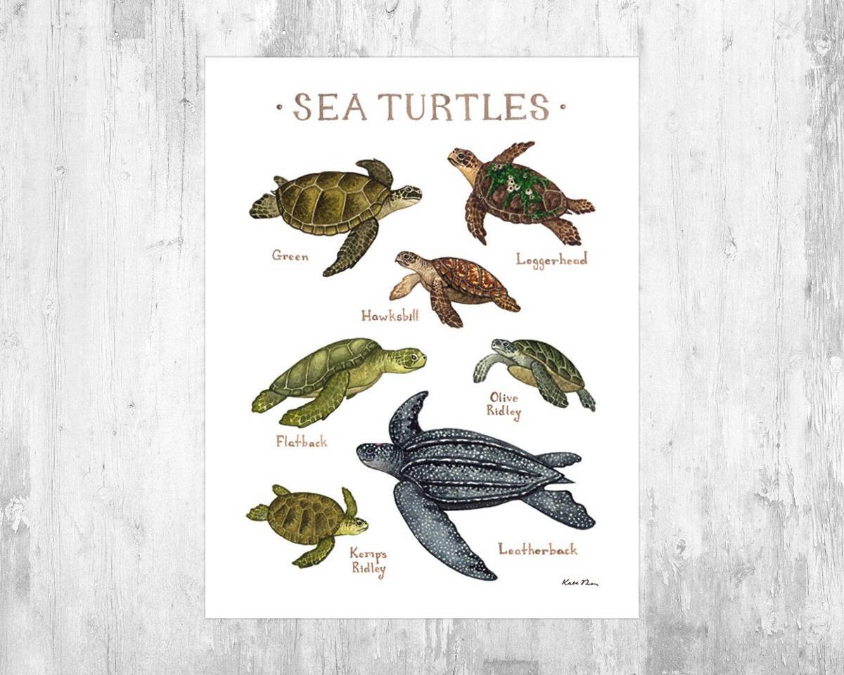 Sea Turtles Field Guide Art Print - Ocean Wall Art - Nature - Poster | Canvas Wall Art Print