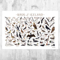 Icelandic Birds Field Guide Art Print With Bonus Birds Of Iceland Checklist - Bird - Poster | Canvas Wall Art Print