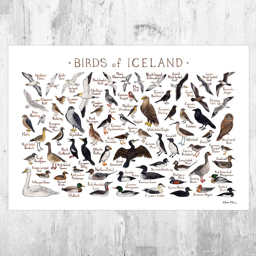 Icelandic Birds Field Guide Art Print With Bonus Birds Of Iceland Checklist - Bird - Poster | Canvas Wall Art Print