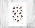 Acorns Field Guide Art Print - Nature Print - Poster | Canvas Wall Art Print