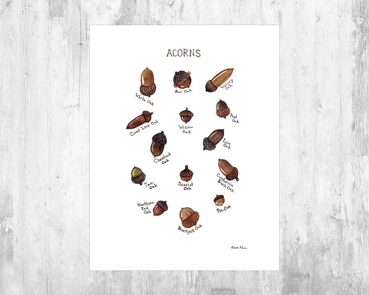 Acorns Field Guide Art Print - Nature Print - Poster | Canvas Wall Art Print