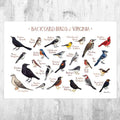 Virginia Backyard Birds Field Guide Art Print - Nature Print - Bird - Poster | Canvas Wall Art Print
