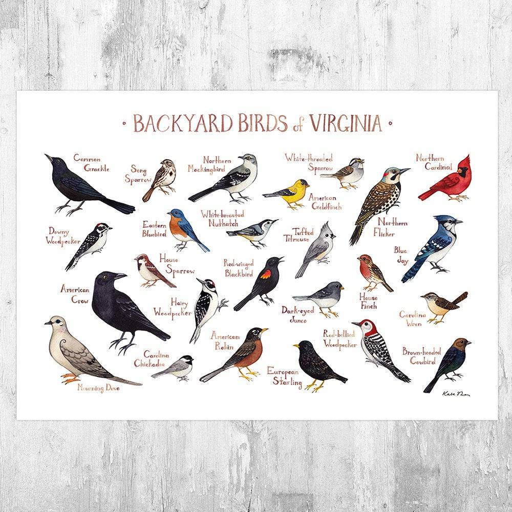 Virginia Backyard Birds Field Guide Art Print - Nature Print - Bird - Poster | Canvas Wall Art Print