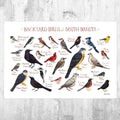 South Dakota Backyard Birds Field Guide Art Print - Nature Print - Bird - Poster | Canvas Wall Art Print
