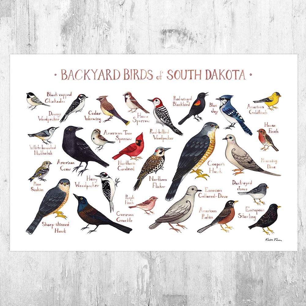 South Dakota Backyard Birds Field Guide Art Print - Nature Print - Bird - Poster | Canvas Wall Art Print
