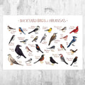 Arkansas Backyard Birds Field Guide Art Print - Nature Print - Bird - Poster | Canvas Wall Art Print