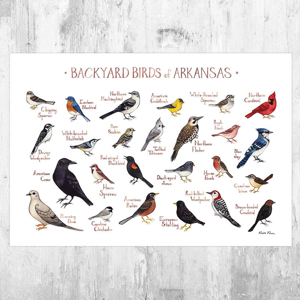 Arkansas Backyard Birds Field Guide Art Print - Nature Print - Bird - Poster | Canvas Wall Art Print