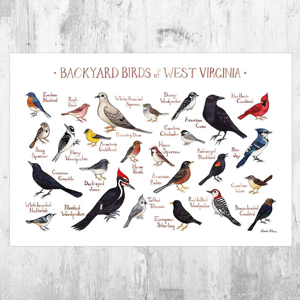 West Virginia Backyard Birds Field Guide Art Print - Nature Print - Bird - Poster | Canvas Wall Art Print