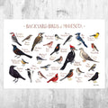 Minnesota Backyard Birds Field Guide Art Print - Nature Print - Bird - Poster | Canvas Wall Art Print