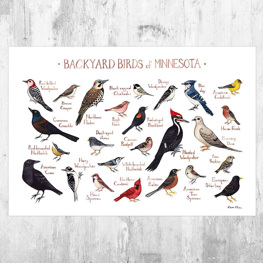 Minnesota Backyard Birds Field Guide Art Print - Nature Print - Bird - Poster | Canvas Wall Art Print