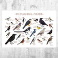 Wyoming Backyard Birds Field Guide Art Print - Nature Print - Bird - Poster | Canvas Wall Art Print