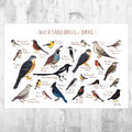 Idaho Backyard Birds Field Guide Art Print - Nature Print - Bird - Poster | Canvas Wall Art Print