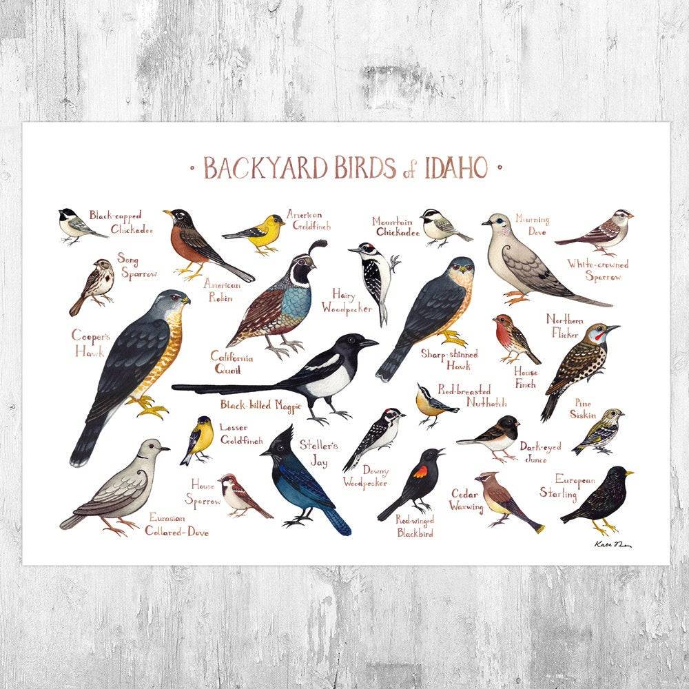 Idaho Backyard Birds Field Guide Art Print - Nature Print - Bird - Poster | Canvas Wall Art Print