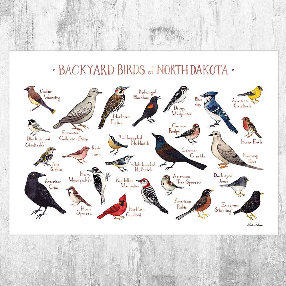 North Dakota Backyard Birds Field Guide Art Print - Nature Print - Bird - Poster | Canvas Wall Art Print