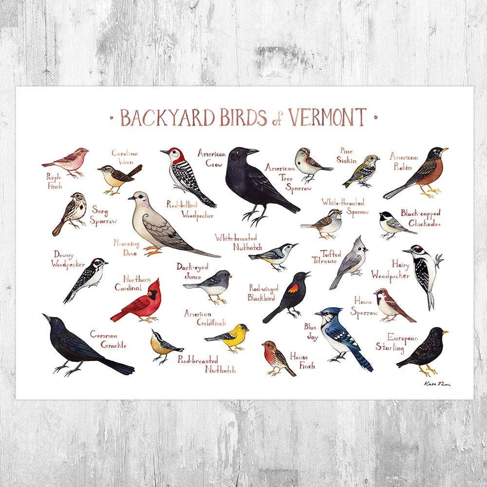 Vermont Backyard Birds Field Guide Art Print - Nature Print - Bird - Poster | Canvas Wall Art Print