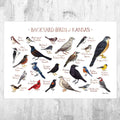 Kansas Backyard Birds Field Guide Art Print - Nature Print - Bird - Poster | Canvas Wall Art Print