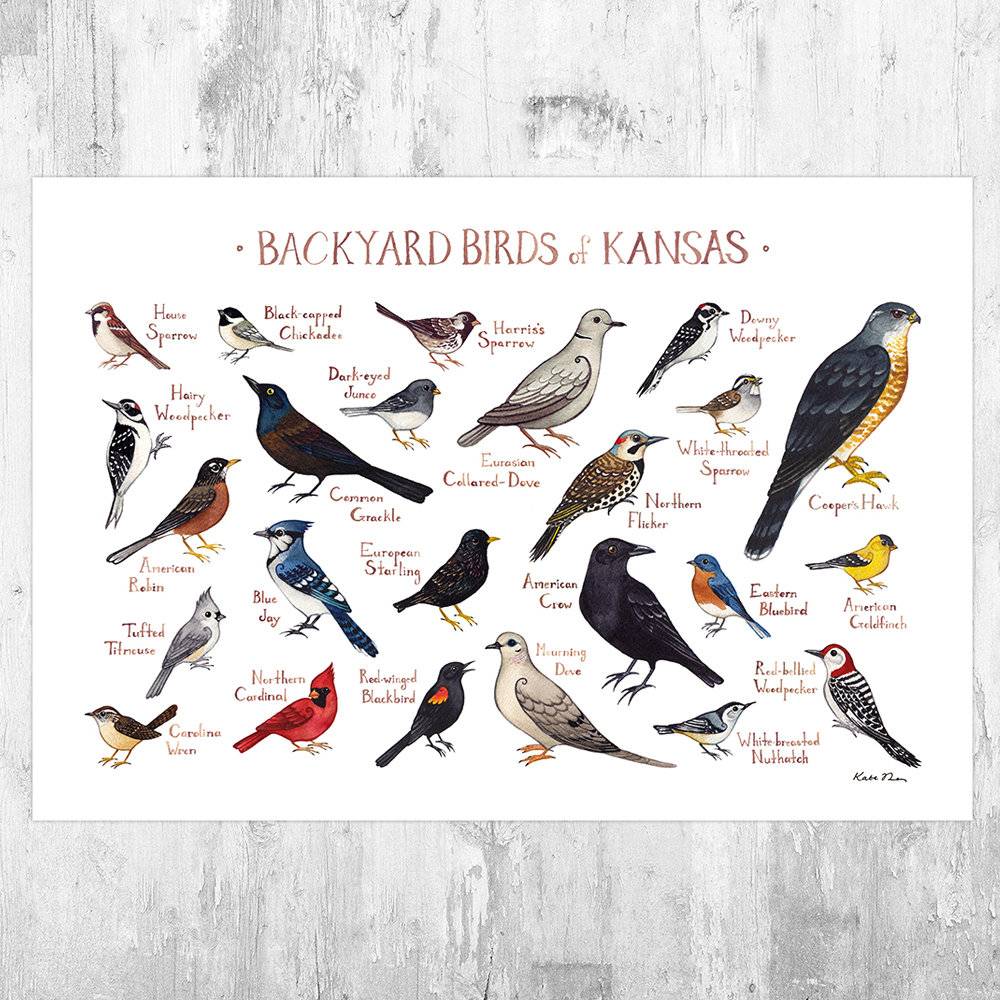 Kansas Backyard Birds Field Guide Art Print - Nature Print - Bird - Poster | Canvas Wall Art Print