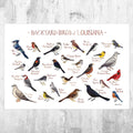 Louisiana Backyard Birds Field Guide Art Print - Nature Print - Bird - Poster | Canvas Wall Art Print