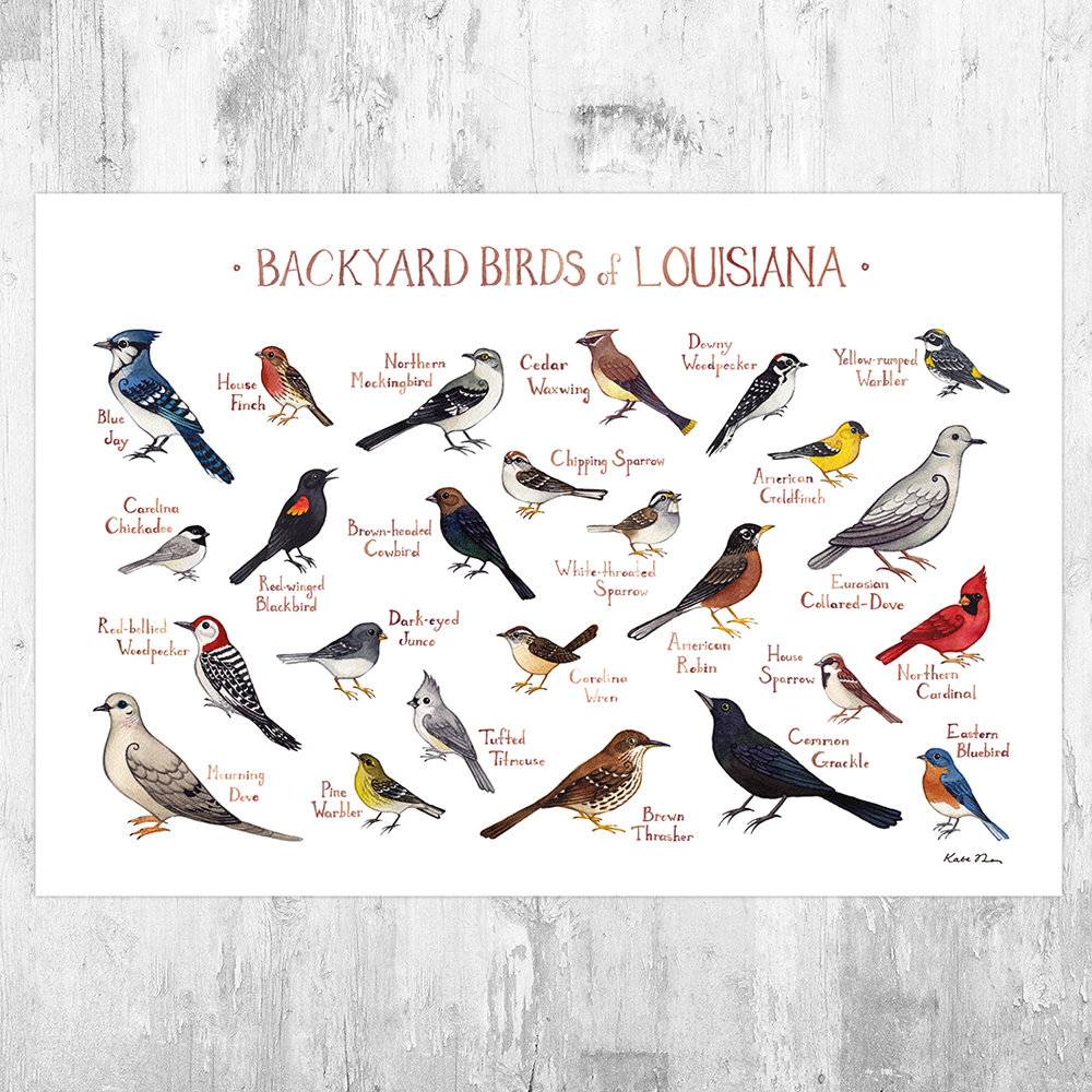 Louisiana Backyard Birds Field Guide Art Print - Nature Print - Bird - Poster | Canvas Wall Art Print