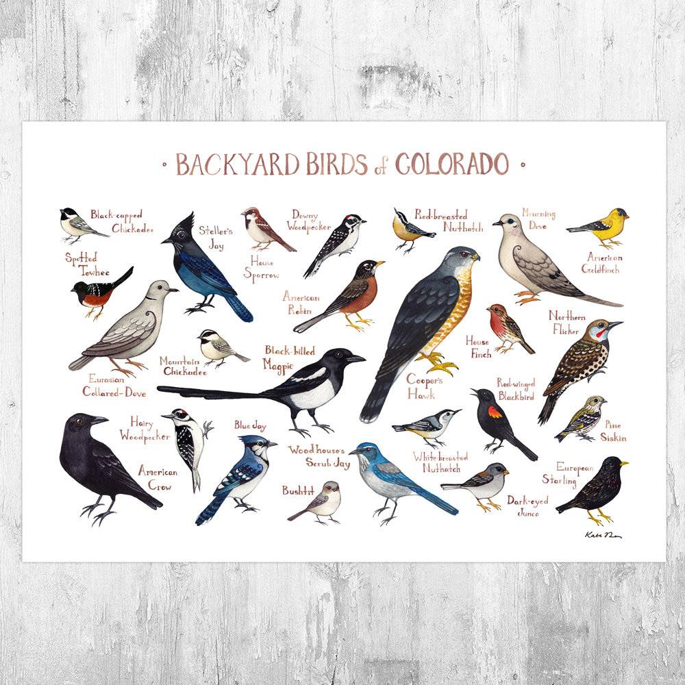Colorado Backyard Birds Field Guide Art Print - Nature Print - Bird - Poster | Canvas Wall Art Print