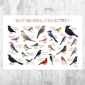 Connecticut Backyard Birds Field Guide Art Print - Nature Print - Bird - Poster | Canvas Wall Art Print