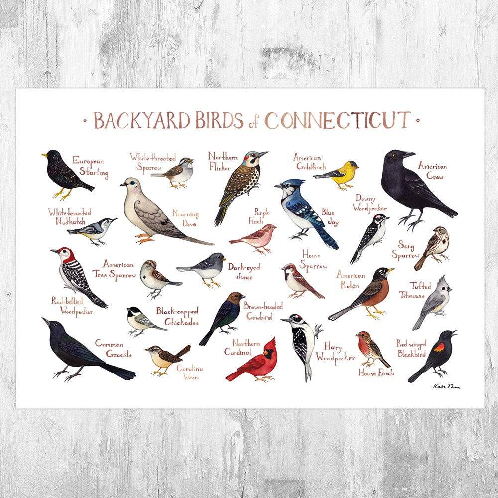 Connecticut Backyard Birds Field Guide Art Print - Nature Print - Bird - Poster | Canvas Wall Art Print