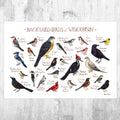 Wisconsin Backyard Birds Field Guide Art Print - Nature Print - Bird - Poster | Canvas Wall Art Print