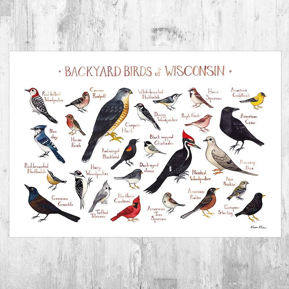 Wisconsin Backyard Birds Field Guide Art Print - Nature Print - Bird - Poster | Canvas Wall Art Print