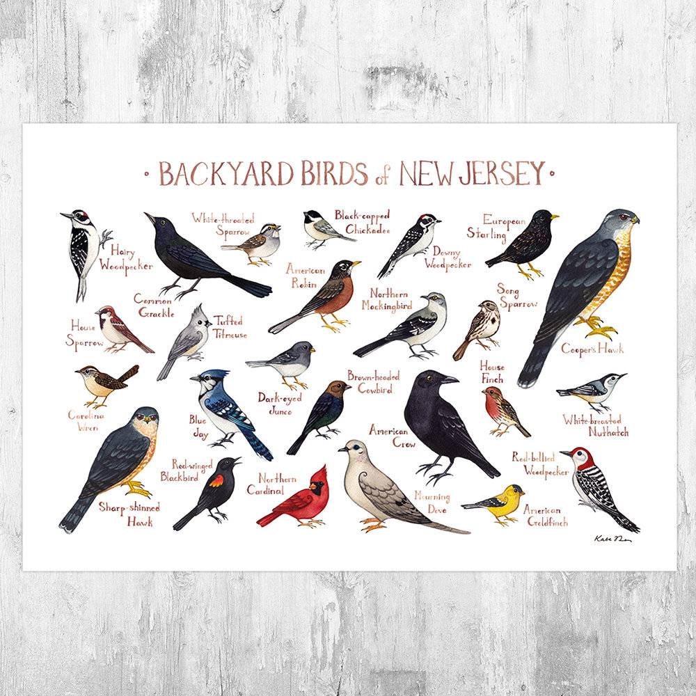 New Jersey Backyard Birds Field Guide Art Print - Nature Print - Bird - Poster | Canvas Wall Art Print