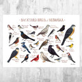 Nebraska Backyard Birds Field Guide Art Print - Nature Print - Bird - Poster | Canvas Wall Art Print