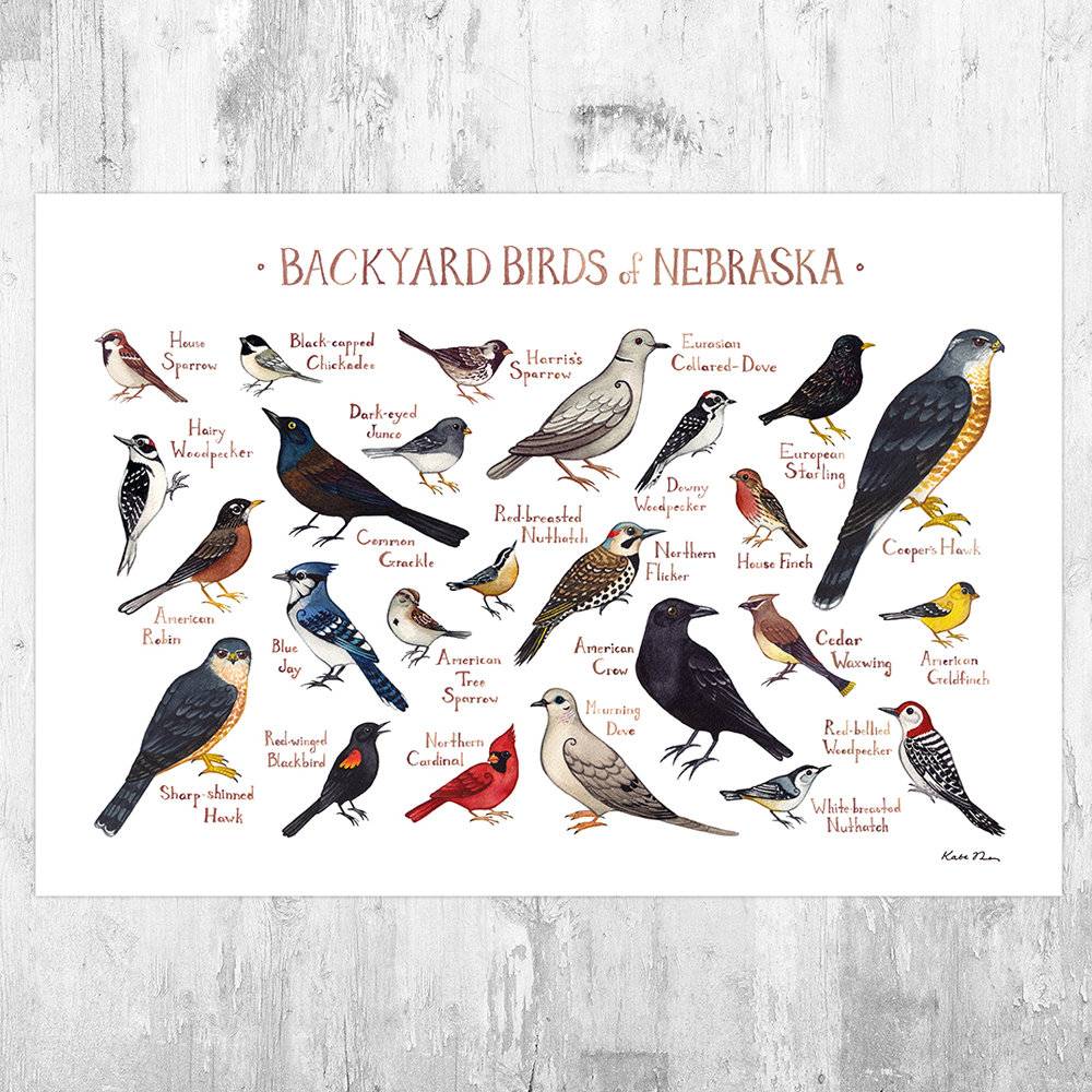 Nebraska Backyard Birds Field Guide Art Print - Nature Print - Bird - Poster | Canvas Wall Art Print