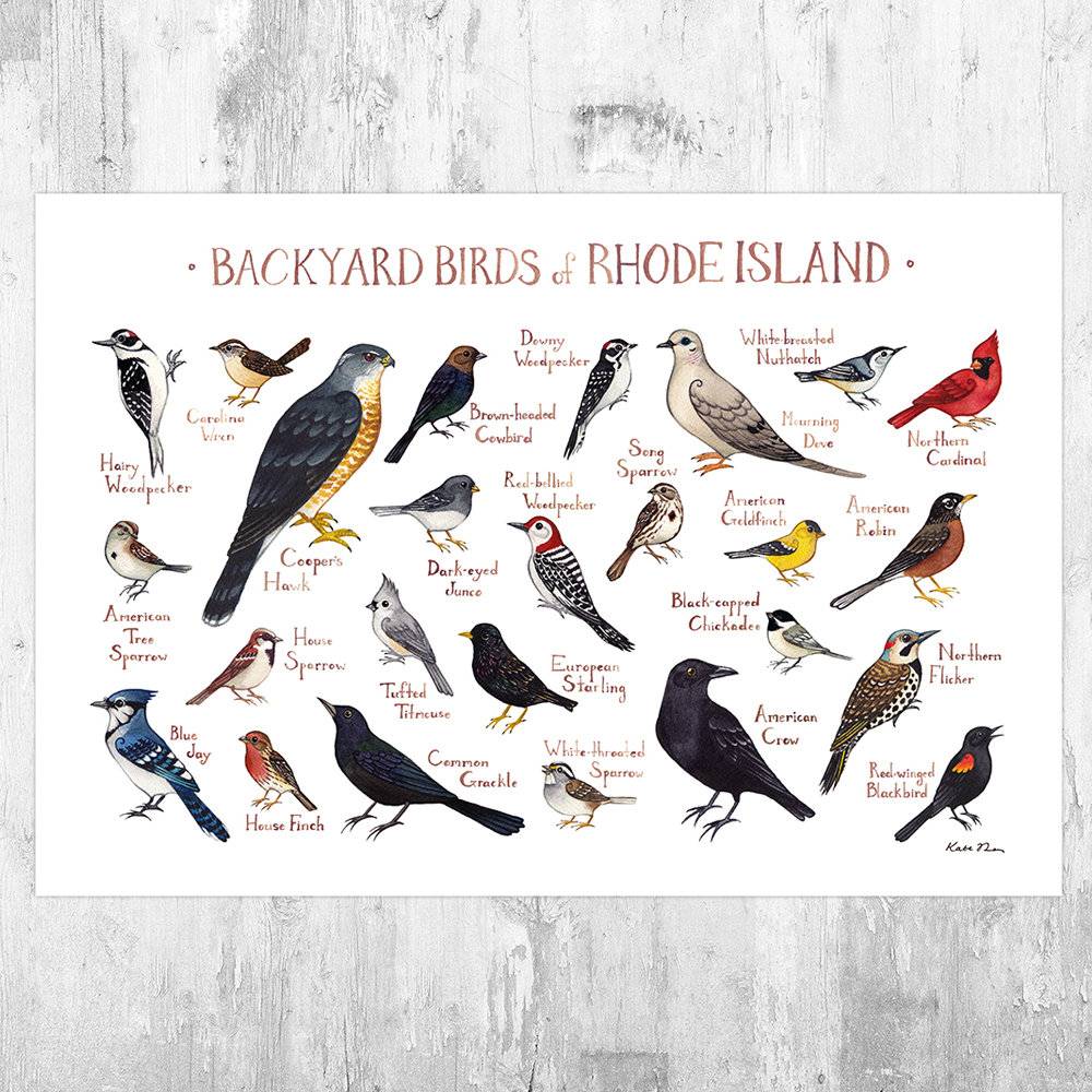 Rhode Island Backyard Birds Field Guide Art Print - Nature Print - Bird - Poster | Canvas Wall Art Print
