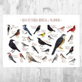 Illinois Backyard Birds Field Guide Art Print - Nature Print - Bird - Poster | Canvas Wall Art Print