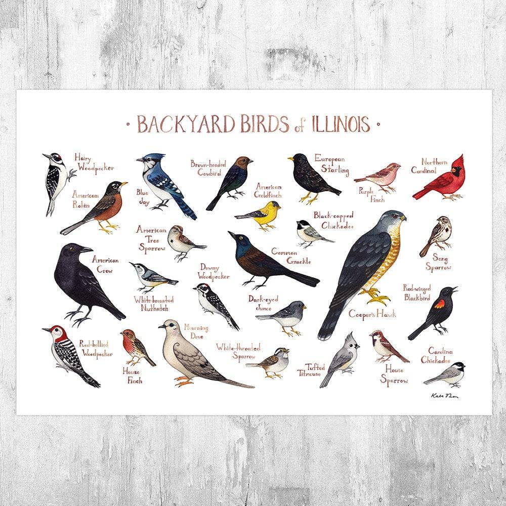 Illinois Backyard Birds Field Guide Art Print - Nature Print - Bird - Poster | Canvas Wall Art Print