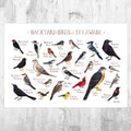 Delaware Backyard Birds Field Guide Art Print - Nature Print - Bird - Poster | Canvas Wall Art Print