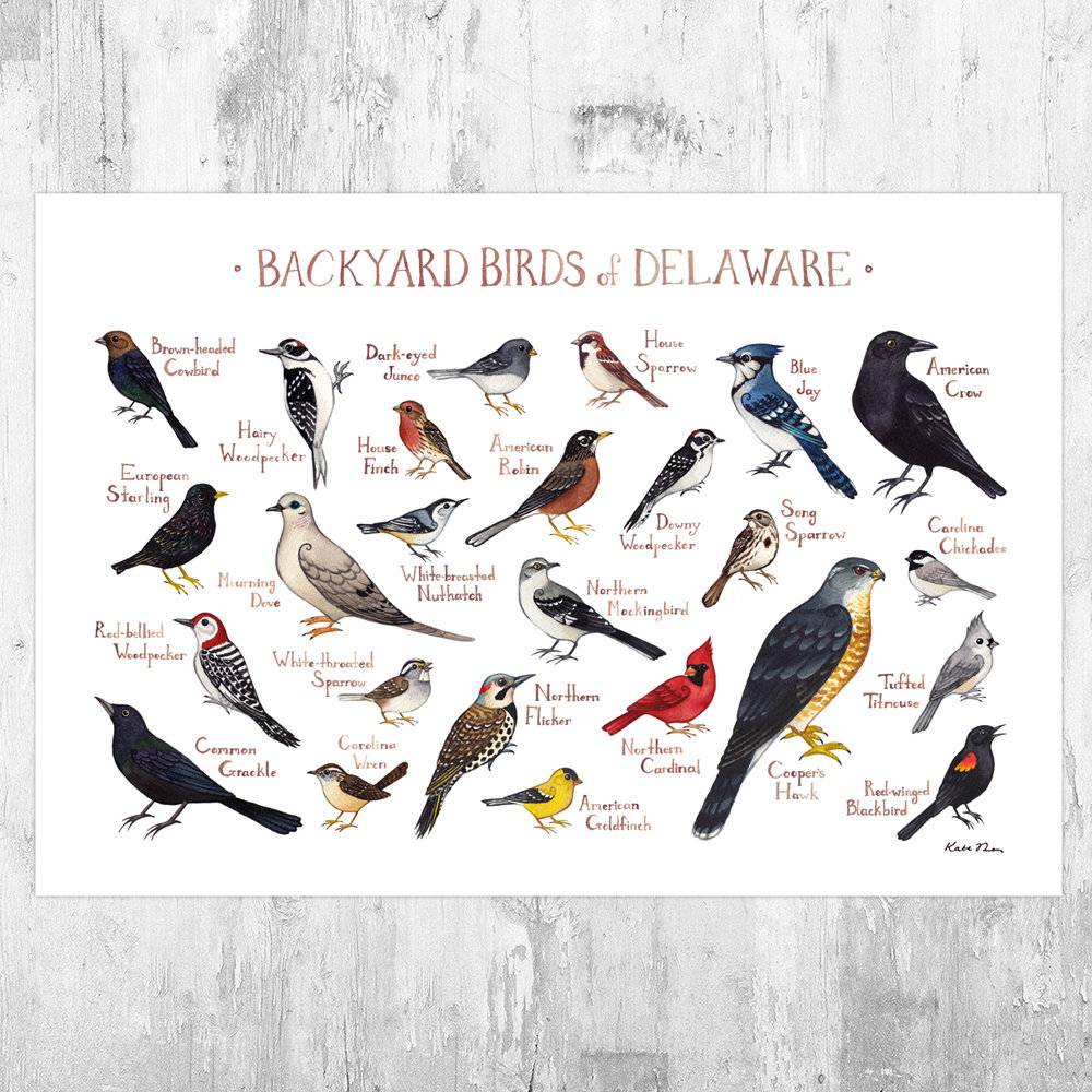 Delaware Backyard Birds Field Guide Art Print - Nature Print - Bird - Poster | Canvas Wall Art Print
