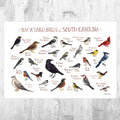 South Carolina Backyard Birds Field Guide Art Print - Nature Print - Bird - Poster | Canvas Wall Art Print