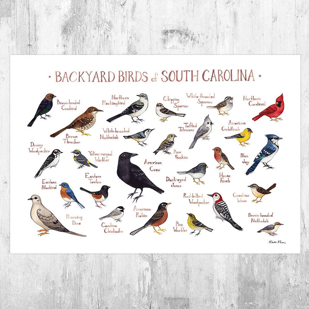 South Carolina Backyard Birds Field Guide Art Print - Nature Print - Bird - Poster | Canvas Wall Art Print