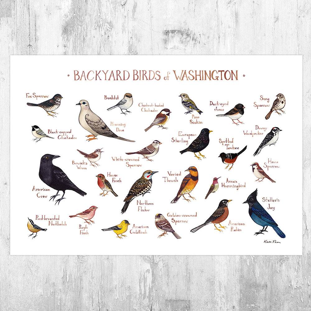 Washington Backyard Birds Field Guide Art Print - Nature Print - Bird - Poster | Canvas Wall Art Print