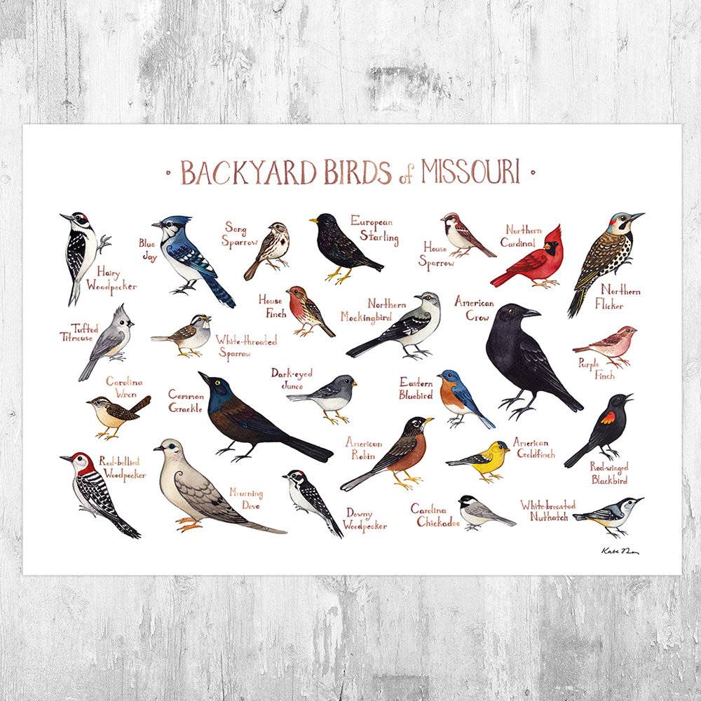 Missouri Backyard Birds Field Guide Art Print - Nature Print - Bird - Poster | Canvas Wall Art Print