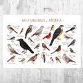 Arizona Backyard Birds Field Guide Art Print - Nature Print - Bird - Poster | Canvas Wall Art Print